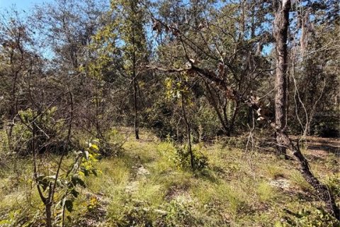 Terrain à vendre à Interlachen, Floride № 2399415 - photo 4
