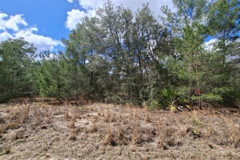 Terrain à vendre à Ocklawaha, Floride № 2164866 - photo 3