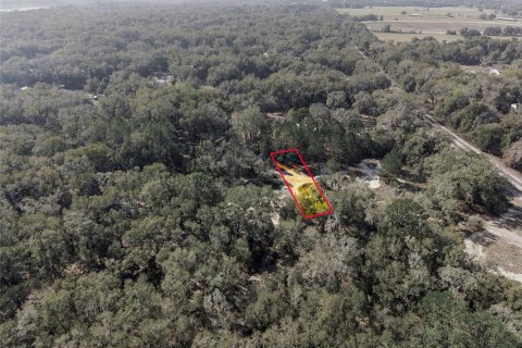 Land in Citra, Florida № 2162378 - photo 22