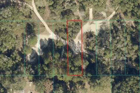Land in Citra, Florida № 2162378 - photo 3