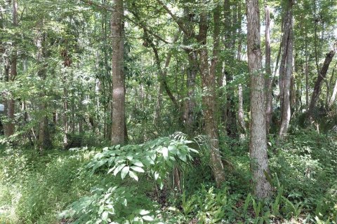 Land in Astor, Florida № 1736308 - photo 3
