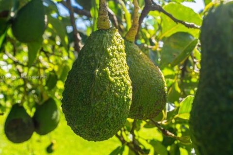 Land in Miami, Florida № 1963936 - photo 14