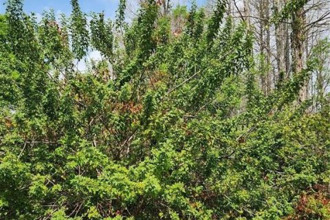 Land in Hudson, Florida № 1113858 - photo 2