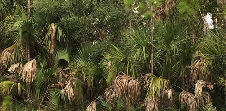 Terrain à Port Charlotte, Floride № 2236478