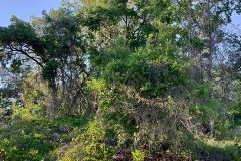 Land in Inverness, Florida № 2162481 - photo 18