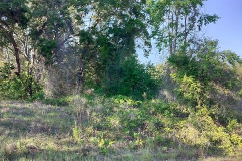 Land in Inverness, Florida № 2162481 - photo 13