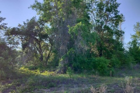 Land in Inverness, Florida № 2162481 - photo 10