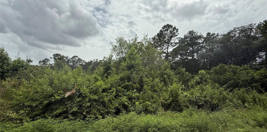 Terrain à Interlachen, Floride № 2213152