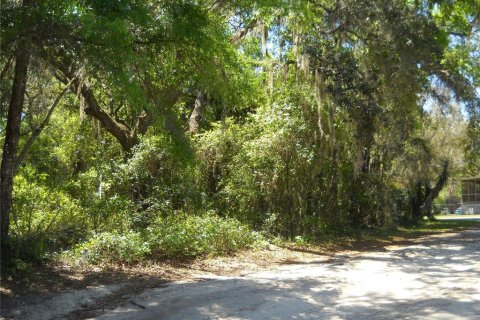 Land in Citra, Florida № 2159931 - photo 3