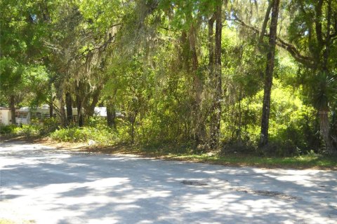Land in Citra, Florida № 2159931 - photo 4