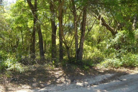 Land in Citra, Florida № 2159931