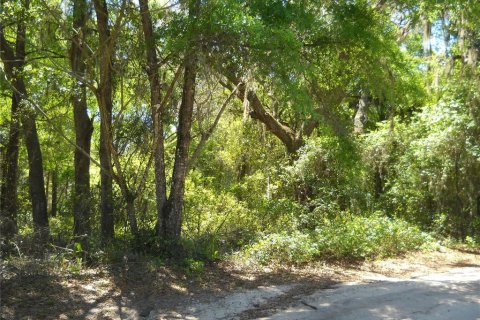 Land in Citra, Florida № 2159931 - photo 2