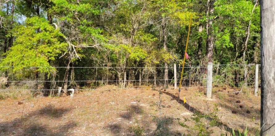 Terreno en Mossy Head, Florida № 561356