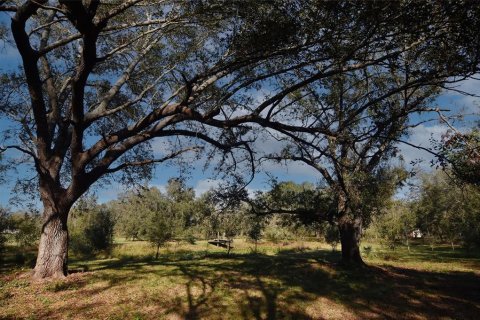 Land in Arcadia, Florida № 1717068 - photo 10