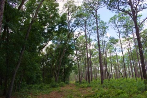 Land in Salt Springs, Florida № 2115996 - photo 7