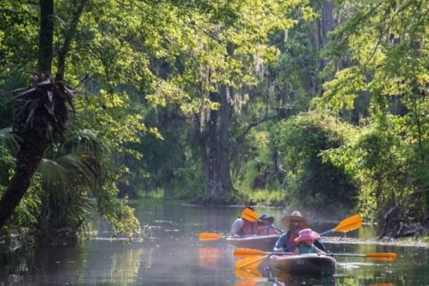 Land in Salt Springs, Florida № 2115996 - photo 5