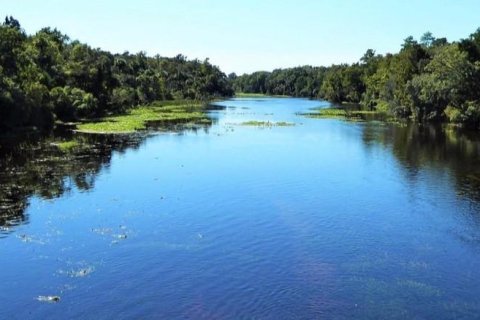 Land in Salt Springs, Florida № 2115996 - photo 6