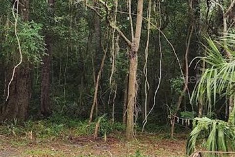Land in Gainesville, Florida № 1906178 - photo 2