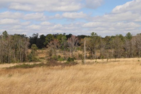 Terrain à vendre à Hawthorne, Floride № 1854155 - photo 12