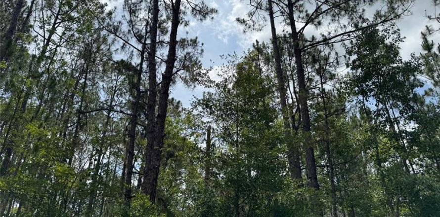 Terreno en Clermont, Florida № 1771962