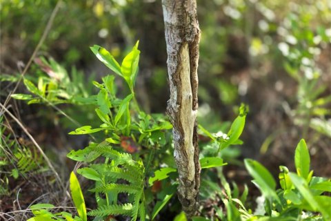 Terrain à vendre à Fort MC Coy, Floride № 2214225 - photo 8