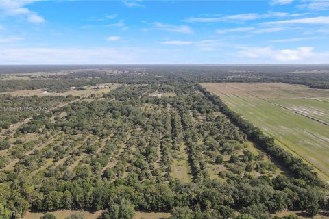 Land in Okeechobee, Florida № 1863707 - photo 20