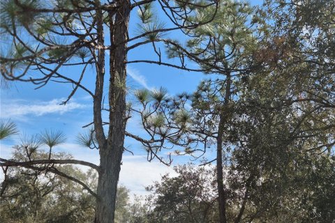 Land in Bronson, Florida № 2165444 - photo 7