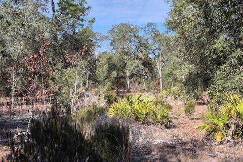 Land in Bronson, Florida № 2165444 - photo 8