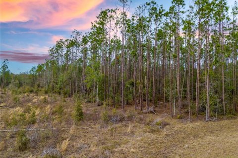 Land in Live Oak, Florida № 1520073 - photo 3