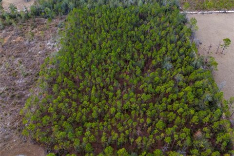 Land in Live Oak, Florida № 1520073 - photo 5
