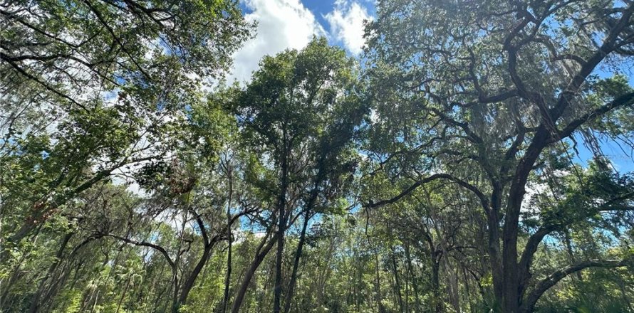 Land in Micanopy, Florida № 1421168