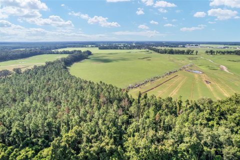 Land in Trenton, Florida № 1908782 - photo 17