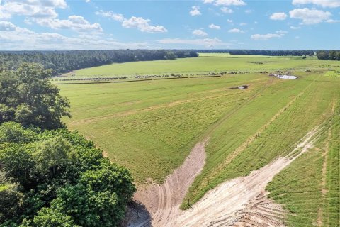 Land in Trenton, Florida № 1908782 - photo 2