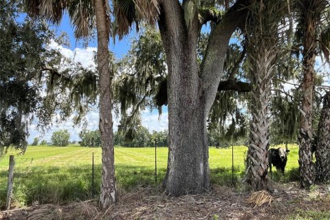 Terrain à Wauchula, Floride № 2399053