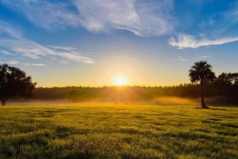 Land in Reddick, Florida № 2093792