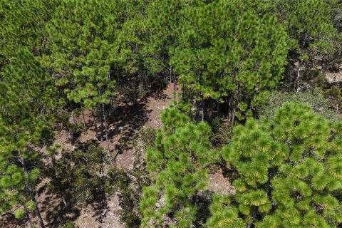 Land in Dunnellon, Florida № 1399284 - photo 2