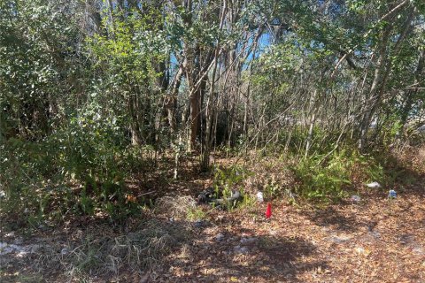 Land in Leesburg, Florida № 2206020