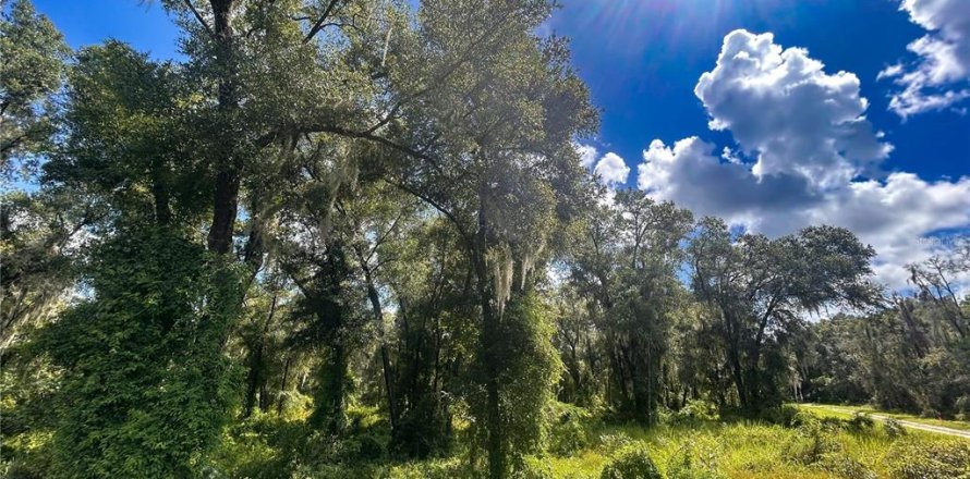 Terrain à DeLand, Floride № 1637778