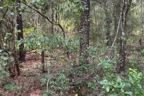 Land in Citrus Springs, Florida № 2161493 - photo 2