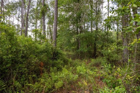 Land in Waldo, Florida № 1192471 - photo 7
