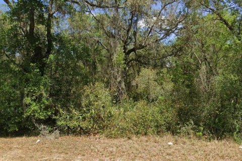 Terrain à Umatilla, Floride № 2217460