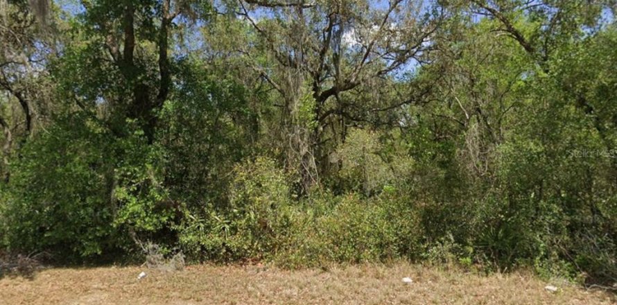 Terrain à Umatilla, Floride № 2217460
