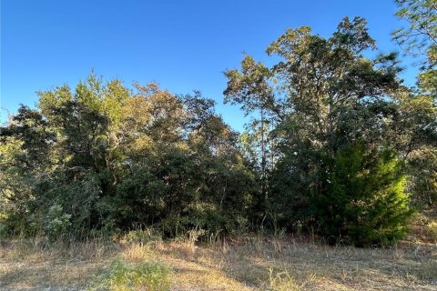 Land in Williston, Florida № 2165270 - photo 4