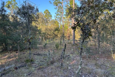 Land in Williston, Florida № 2165270 - photo 3