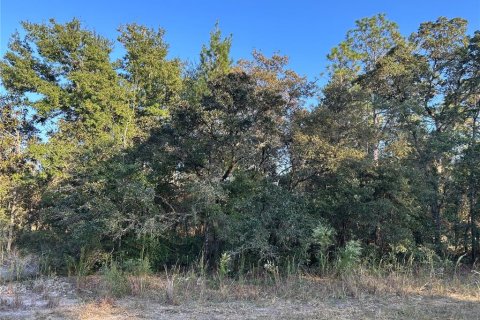 Land in Williston, Florida № 2165270