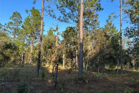 Land in Williston, Florida № 2165270 - photo 2