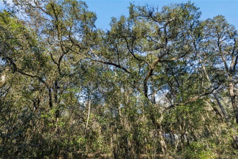Land in Fanning Springs, Florida № 928824 - photo 14
