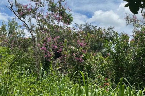 Land in Wimauma, Florida № 1821511 - photo 8
