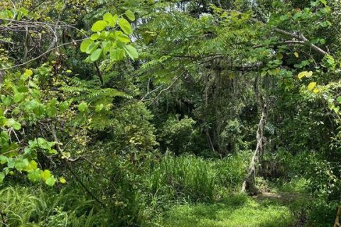 Land in Wimauma, Florida № 1821511 - photo 14