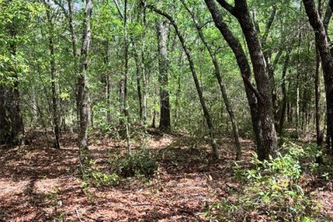 Land in Bronson, Florida № 2158711 - photo 3
